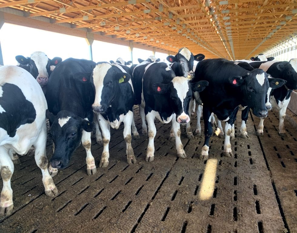 Some Benefits of Cattle Confinement Systems (2 of 4) Hanson Silo Company