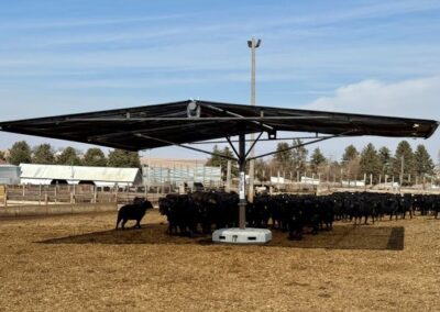 Cows in a field standing under the Easy Shade