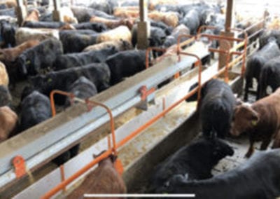 autoration-feeding-herd-of-cattle